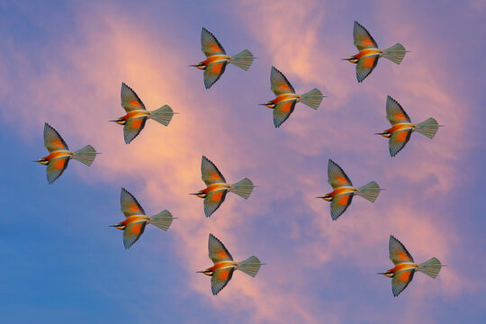 birds on the air, European Bee-eater, Merops apiaster