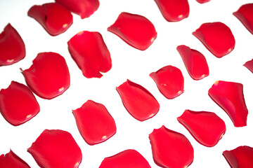 Beautiful Red Rose Flower Petals on A White Background