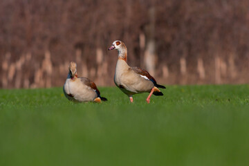 big water bird playing in pond, Egypt Goose, Alopochen aegyptiac