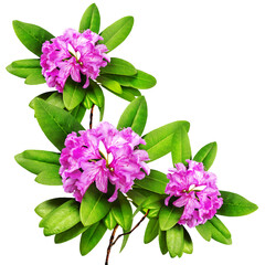 Beautiful pink  branches with lush Rhododendron flowers and white background. Card for relax and meditation