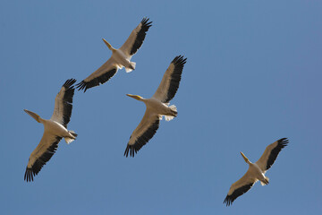 great white pelican migration