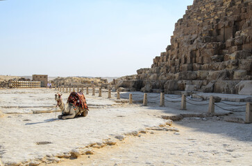 a camel rests under the great pyramid of giza. Egypt