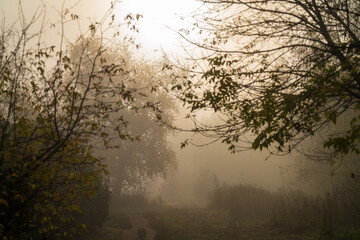 Morning autumn landscape. Path going into the distance in a rare autumn forest in thick white fog