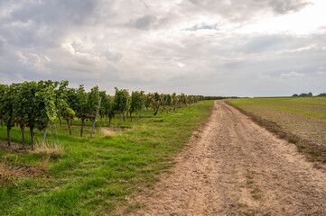 Fototapeta na wymiar Agricultural path on a vineyard with lots of vine plants growing in a row during cloudy day, harvest season