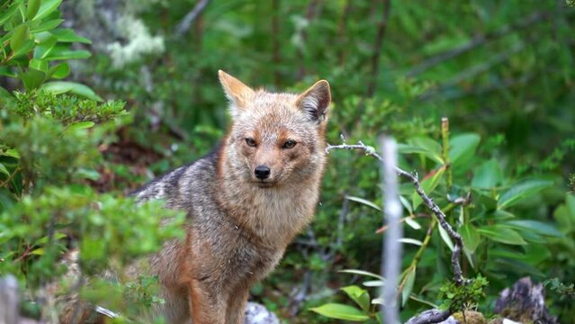 Patagonian fox sitting in the dense bush of tierra del fuego