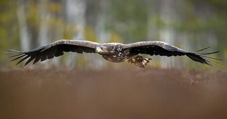 Eagle gliding over the bog landscape