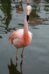 Andean Flamingo Head on in a Lagoon in Santaigo Chile