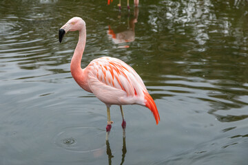 Single Andean Flamingo Standing in a Lagoon in Santiago, Chile