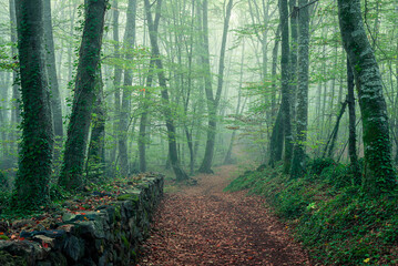 Footpath in the woods (Fageda d'en Jorda, Spain, Catalonia - Garrotxa)