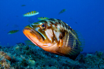 Pez cabrilla nadando en el mar