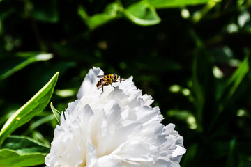 Blooming white peonies surrounded by leaves in the garden and a wasp inside the flower.