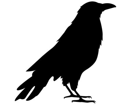 black crow silhouette. city bird. flat vector illustration.