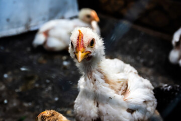 Little chicken sitting in a cage.