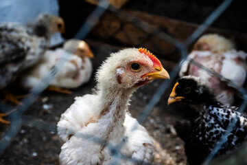 Little chicken sitting in a cage.