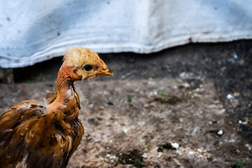 Little chicken sitting in a cage.