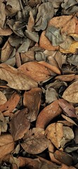 Autumn leaves Wallpaper