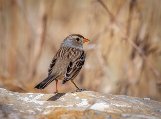 A Cute White-crowned Sparrow Perching on a Rock in the Midst of It's Mountain Habitat