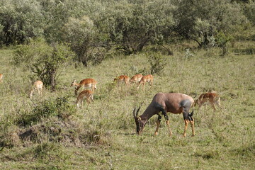 Fototapeta premium Kenya - Savannah - Impala and Topi