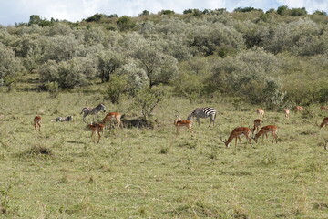 Naklejka na ściany i meble Kenya - Savannah - Impala and Topi