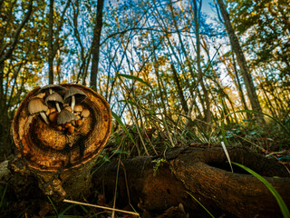 Glistening ink cap fungus in wood