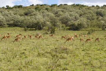 Kenya - Savannah - Impala
