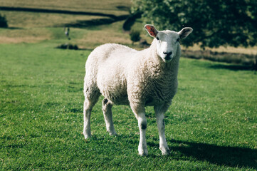 Beautiful field view on Edale village and Mam Tor at Peak District National Park, England, UK. Staycation concept of traveling local