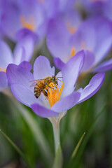 Honeybee collects pollen on crocus bloom