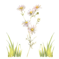 Watercolor Chamomile isolated on a white background. Hand drawn herb illustration.