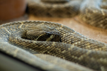 Obraz premium serpiente cascabel