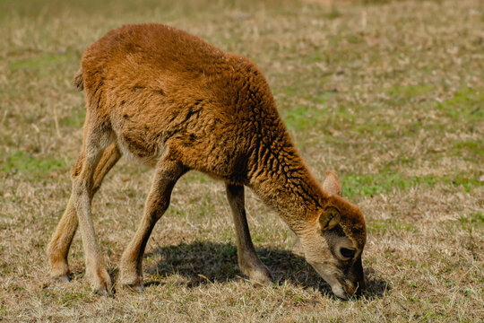 sheep  eating 
