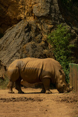 Obraz premium rhino body 