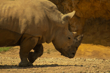 Obraz premium rhino face 