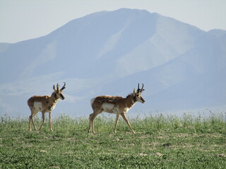 Antelope in the field