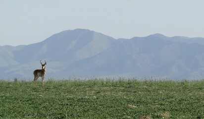 Searching antelope