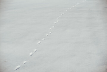Tracks of a wild animal in the snow in a field near the forest