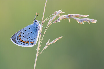 Polyommatus icarus (Common Blue) butterfly on a white brade of grass