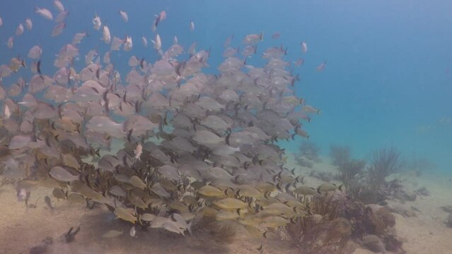 buceando entre banco de peces de diferentes especies en arrecife de coral del caribe