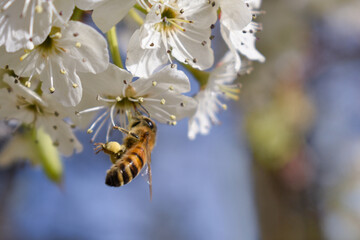 Bee on white tree flowers