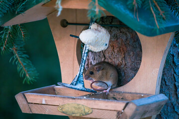 a portrait from a yellow necked mouse, apodemus flavicollis, in the garden on a bird feeding house at a winter morning