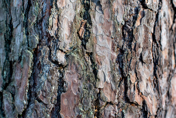 Close-up of the bark of a coniferous pine tree under sunlight