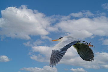 Close up of a Great Blue Heron, Ardea cinerea, flying from right down to left up, with wing down against a background of clear blue sky and white light gray cumulus clouds
