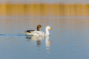 Close up of a pair of Greylag geese (Anse anser) during sunrise, one photographed with albinism in the Dutch nature reserve De Groene Jonker in the province of South Holland