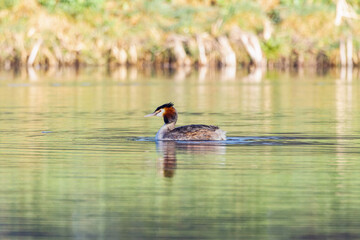 Close up of a colorfully plumed Grebe, Podiceps cristatus, swimming in a pond with green reflections and rippling water around the bird