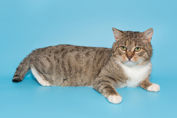 Mongrel young gray cat