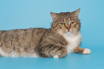 Obraz premium Mongrel young gray cat