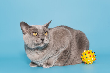 Fototapeta na wymiar Gray fat cat of the American Burmese breed