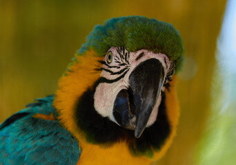 blue and yellow macaw ara © alex