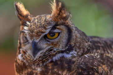 close up of an owl