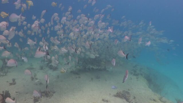 Buceo con banco de peces pargo gris o Cara&ntilde;a en arrecife del caribe
