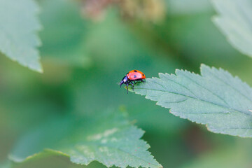 Ladybug red with black dots on a background of green leaves